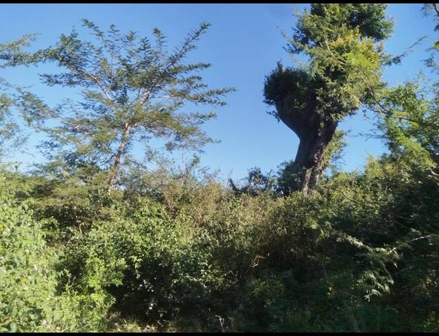FARM FOR SALE IN TSWINGA